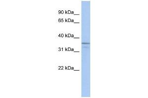 Image no. 1 for anti-Ubiquitin-Like Domain Containing CTD Phosphatase 1 (UBLCP1) (N-Term) antibody (ABIN632320)