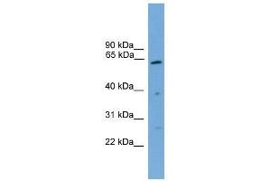 Image no. 1 for anti-Proteasome (Prosome, Macropain) 26S Subunit, Non-ATPase, 3 (PSMD3) (Middle Region) antibody (ABIN928856)