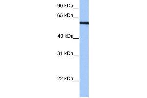 Image no. 1 for anti-Protein AF-9 (MLLT3) (N-Term) antibody (ABIN2780604)