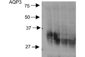 Image no. 2 for anti-Aquaporin 3 (Gill Blood Group) (AQP3) (C-Term) antibody (ABIN863208)