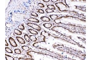 Image no. 2 for anti-High Mobility Group Box 1 (HMGB1) (AA 124-154) antibody (ABIN5647575)