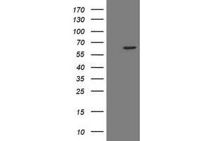 Image no. 8 for anti-Polymerase (RNA) III (DNA Directed) Polypeptide C (62kD) (POLR3C) antibody (ABIN1500340)