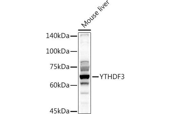 YTHDF3 antibody  (AA 1-275)