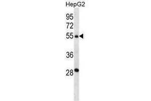 TMPRSS13 Antibody (C-term) western blot analysis in HepG2 cell line lysates (35 µg/lane).