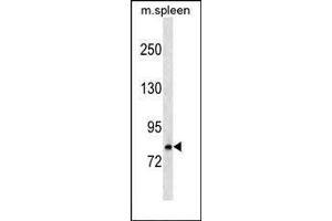 Mouse Rnasel Antibody (N-term) (ABIN1539054 and ABIN2849053) western blot analysis in mouse spleen tissue lysates (35 μg/lane).