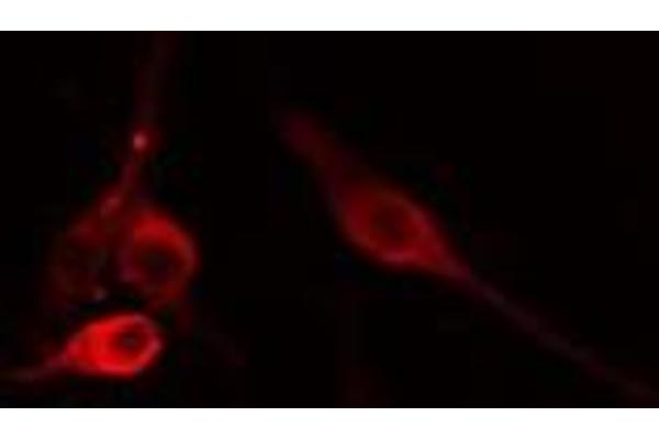 UBAC1 antibody  (Internal Region)