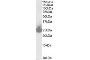Image no. 4 for anti-Synaptosomal-Associated Protein, 25kDa (SNAP25) (C-Term) antibody (ABIN185392)