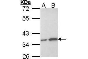 Image no. 3 for anti-OTU Domain, Ubiquitin Aldehyde Binding 1 (OTUB1) (Center) antibody (ABIN2855245)