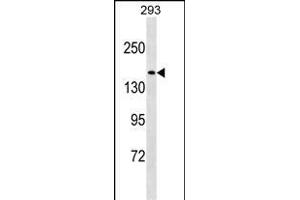 N Antibody (N-term) (ABIN1539032 and ABIN2849518) western blot analysis in 293 cell line lysates (35 μg/lane).