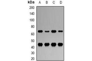 Anti Nr5a2 Lrh1 Anticorps Full Length Produit Abin