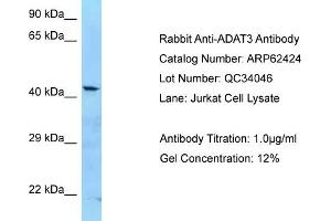Image no. 1 for anti-Adenosine Deaminase, tRNA-Specific 3 (ADAT3) (C-Term) antibody (ABIN2789139)