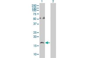 Image no. 1 for anti-Apelin (APLN) (AA 1-122) antibody (ABIN522328)