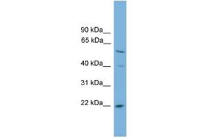 Image no. 1 for anti-Ubiquitin-Conjugating Enzyme E2T (Ube2t) (N-Term) antibody (ABIN2774711)