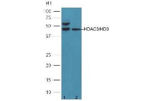 Image no. 1 for anti-Histone Deacetylase 3 (HDAC3) (AA 31-130) antibody (ABIN1714005)