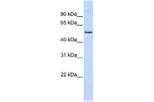 Image no. 3 for anti-URI1, Prefoldin-Like Chaperone (URI1) (Middle Region) antibody (ABIN2784320)