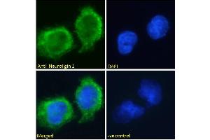 Image no. 2 for anti-Neuroligin 1 (NLGN1) (Internal Region) antibody (ABIN185446)