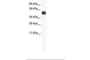 MPND Antikörper  (AA 172-221)