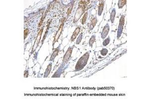 Image no. 1 for anti-NLR Family, Pyrin Domain Containing 2 (NLRP2) (AA 150-200) antibody (ABIN363677)