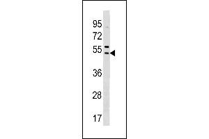 Image no. 1 for anti-Sorting Nexin 5 (SNX5) (AA 43-70), (N-Term) antibody (ABIN1881821)