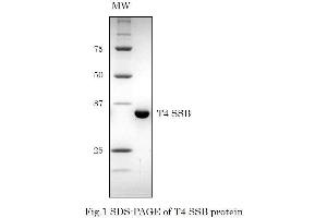Image no. 2 for T4 SSB (Active) protein (ABIN2452207)