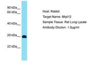 Image no. 1 for anti-Mitochondrial Ribosomal Protein L12 (MRPL12) (AA 119-168) antibody (ABIN6750517)