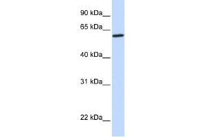 Image no. 1 for anti-Cytochrome P450, Family 27, Subfamily A, Polypeptide 1 (CYP27A1) (Middle Region) antibody (ABIN2784620)