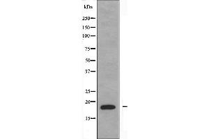 NBL1 antibody  (C-Term)