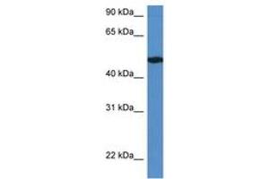 Image no. 1 for anti-Immediate Early Response 5-Like (IER5L) (AA 331-380) antibody (ABIN6746430)