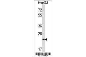 Image no. 1 for anti-mRNA Turnover 4 Homolog (MRTO4) (AA 46-72), (N-Term) antibody (ABIN1539395)