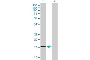 Western Blot analysis of APOL4 expression in transfected 293T cell line by APOL4 MaxPab polyclonal antibody.