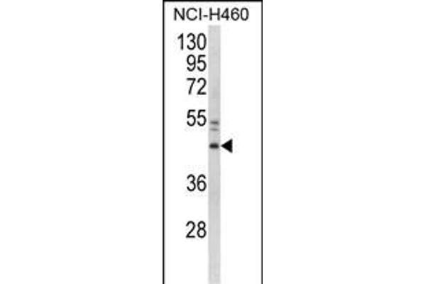 GAPDHS antibody  (AA 104-134)
