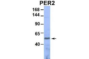 Image no. 8 for anti-Period Circadian Protein 2 (PER2) (Middle Region) antibody (ABIN2781189)