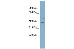 Image no. 1 for anti-Actin-Like 6B (ACTL6B) (Middle Region) antibody (ABIN632472)