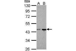 Image no. 2 for anti-Brain and Reproductive Organ-Expressed (TNFRSF1A Modulator) (BRE) (Center) antibody (ABIN2856794)