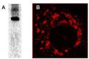 Image no. 1 for anti-SARS-Coronavirus Nonstructural Protein 8 (SARS-CoV NSP8) antibody (ABIN233792)