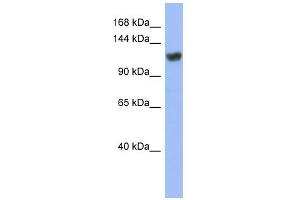 Image no. 1 for anti-Zinc Finger Protein 423 (Znf423) (Middle Region) antibody (ABIN2780960)