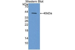 Image no. 1 for anti-Chemokine (C-C Motif) Ligand 4-Like 1 (CCL4L1) (AA 24-92) antibody (ABIN2118141)