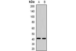 Image no. 1 for anti-F-Box Protein 32 (FBXO32) (full length) antibody (ABIN6005064)