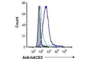 ACE2 anticorps