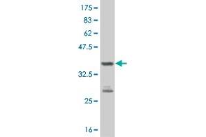 Image no. 2 for anti-PDZ Binding Kinase (PBK) (AA 122-229) antibody (ABIN527760)