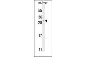 Image no. 2 for anti-Shisa Homolog 3 (SHISA3) (AA 165-195), (C-Term) antibody (ABIN954798)