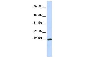 Image no. 1 for anti-gamma-Interferon-Induced Monokine (CXCL9) (Middle Region) antibody (ABIN926921)
