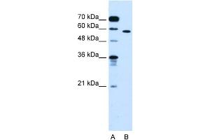 Image no. 1 for anti-Oxysterol Binding Protein-Like 9 (OSBPL9) (N-Term) antibody (ABIN2782308)