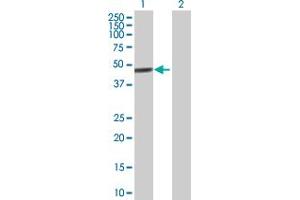 Western Blot analysis of ZNF468 expression in transfected 293T cell line by ZNF468 MaxPab polyclonal antibody.