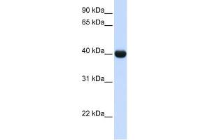 Image no. 1 for anti-Alcohol Dehydrogenase 1A (Class I), alpha Polypeptide (ADH1A) antibody (ABIN632491)