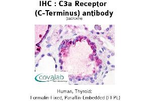 Image no. 2 for anti-Complement Component 3a Receptor 1 (C3AR1) (C-Term) antibody (ABIN1732493)