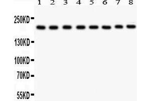 Image no. 2 for anti-Tight Junction Protein 1 (TJP1) (AA 1178-1527) antibody (ABIN3043312)