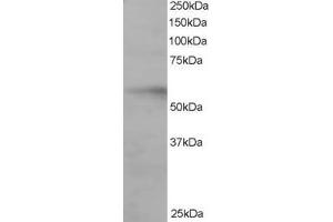 Image no. 2 for anti-Interferon Regulatory Factor 6 (IRF6) (C-Term) antibody (ABIN184730)