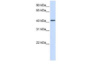 Image no. 1 for anti-Protein tyrosine Phosphatase, Receptor Type, R (PTPRR) (N-Term) antibody (ABIN635845)