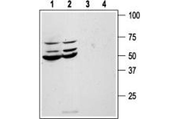 PAR1 anticorps  (Extracellular, N-Term)